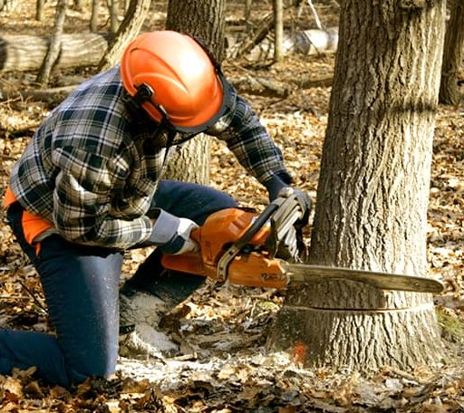Tree Removal in Newtown, VA